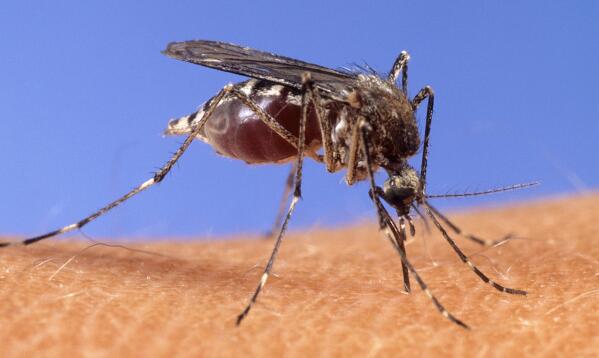 Mosquito yard outlet